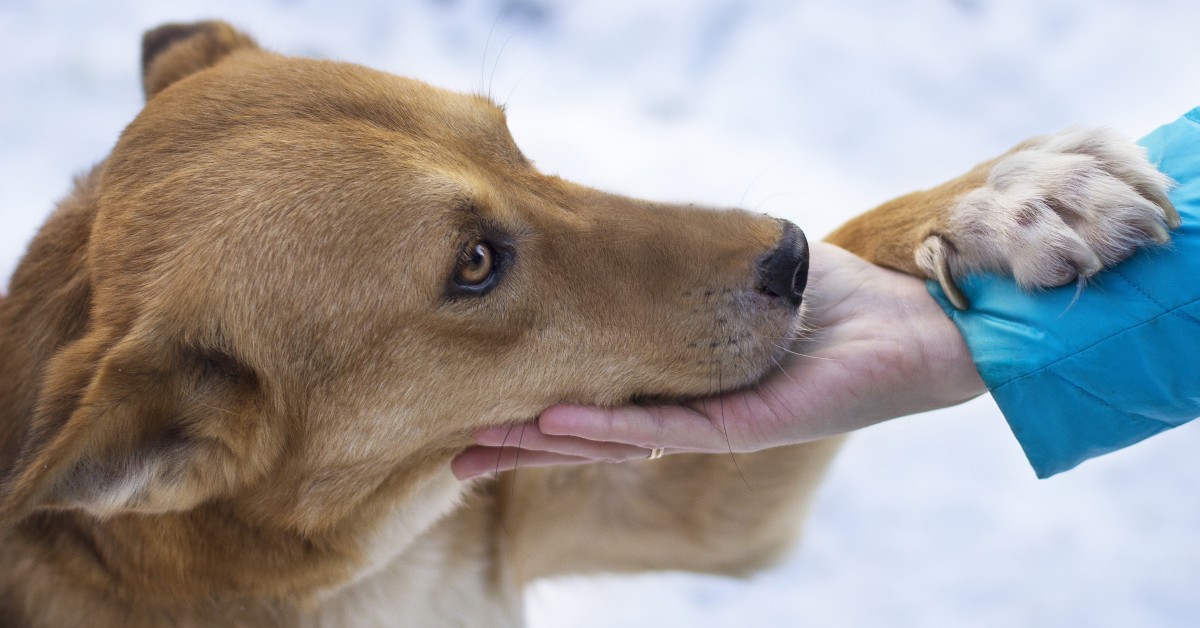 Pet First Aid: How to Handle Emergency Situations in Winter